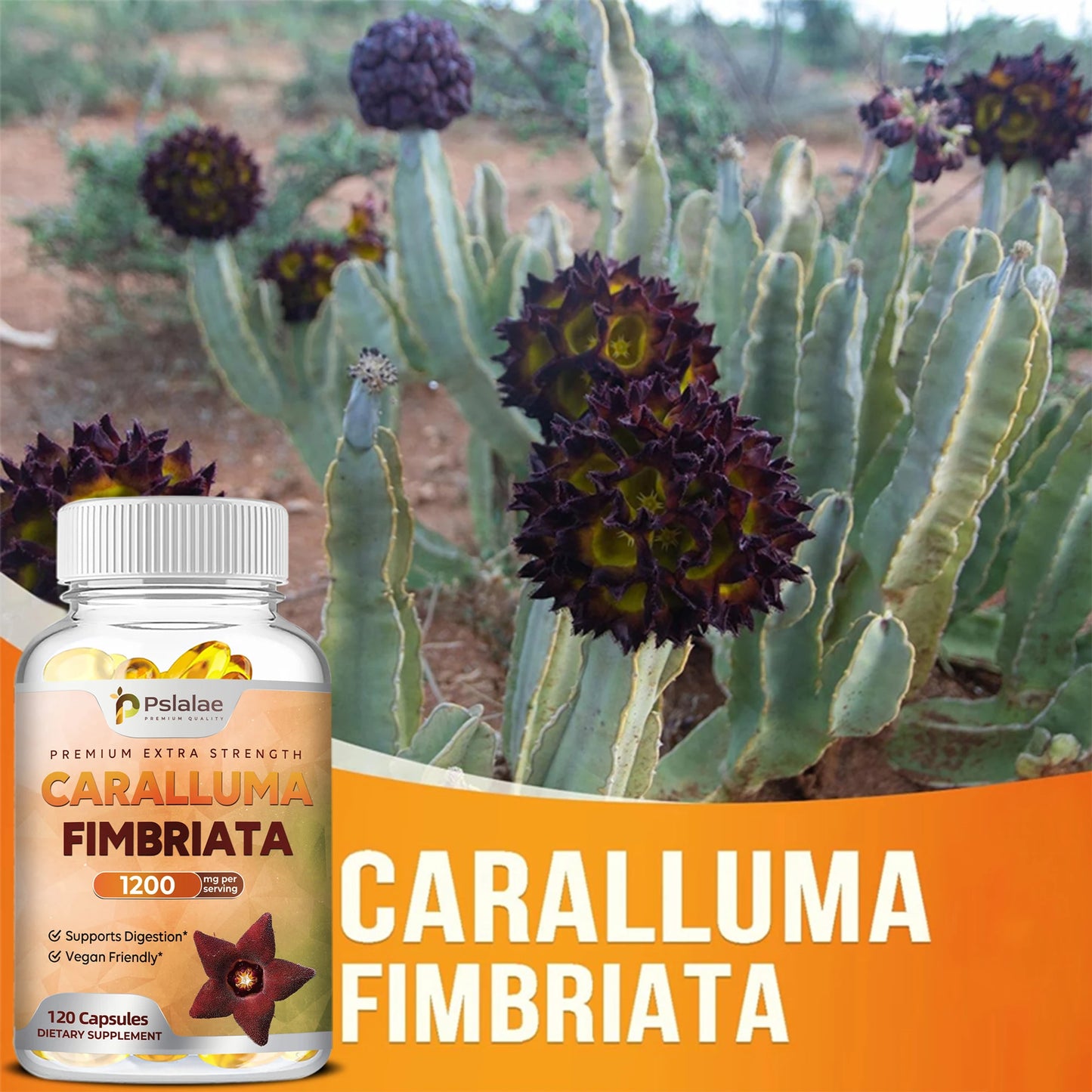 Caralluma Fimbriata Capsules - Improves Endurance, Improves Concentration, Boosts Metabolism, Immune Support - 120 Capsules